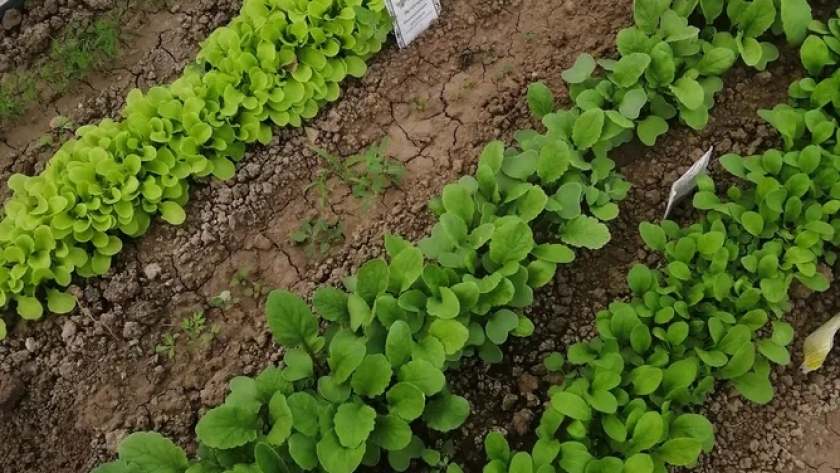 До 20 апреля осталось всего ничего: 7 холодостойких культур, которые я всегда сею первой — и не жалею