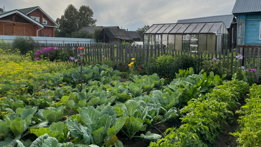 Больше не кормлю майских жуков своими грядками: мой способ избавиться от личинок раз и надолго