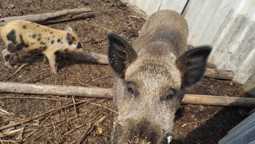 В Кировской области начинают распределять разрешения на отстрел кабанов