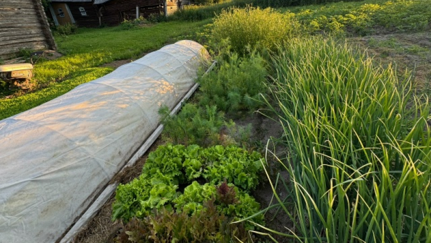 Пролила грядку весной — луковой мухи не было весь сезон: ни одного пера не пожелтело