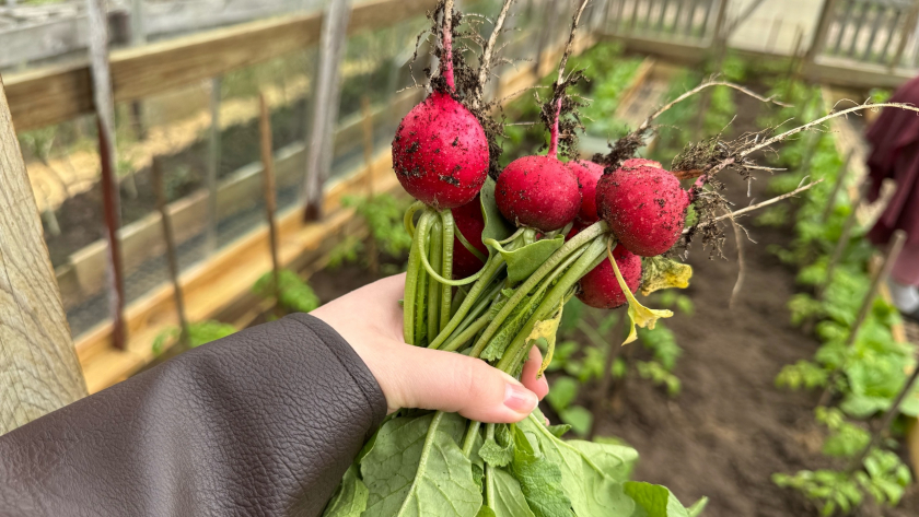 В апреле сею редис каждые 10 дней: свежий урожай уже к маю без перерывов