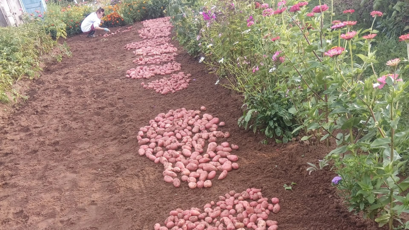 Хотите ведро картошки с одного куста? Запомните формулу: 4 капли на литр воды — ни больше, ни меньше