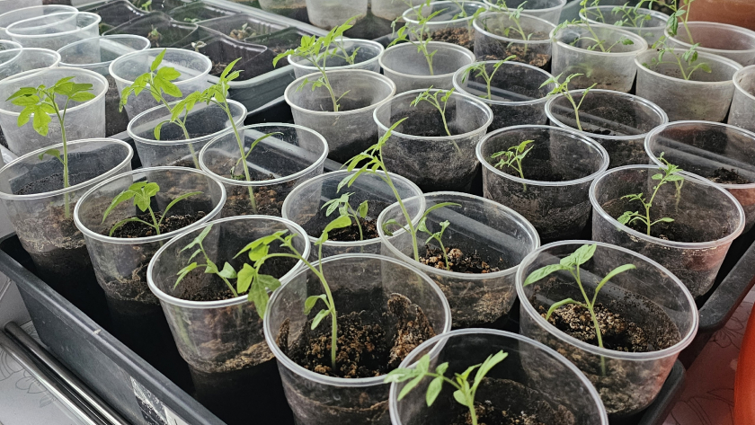 8-9 часов и рассада томатов крепка и здорова: 5 натуральных подкормок для помидоров в апреле