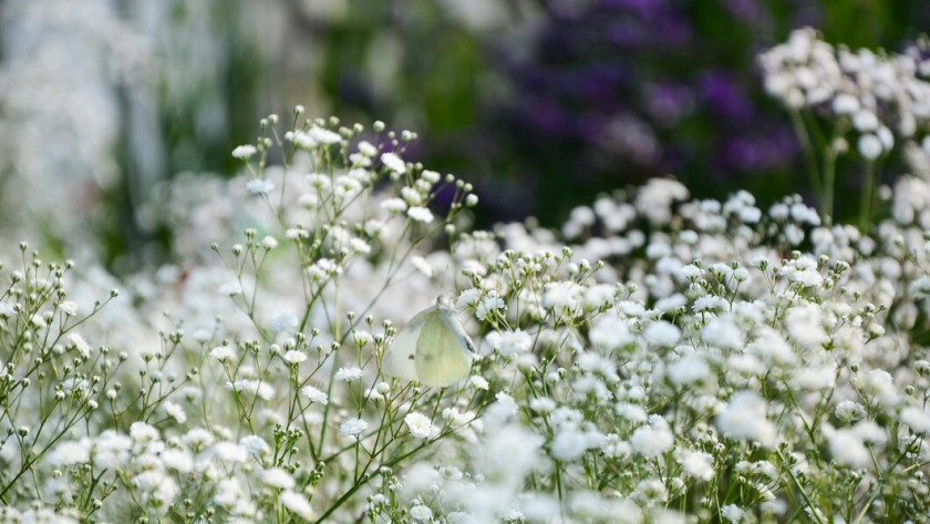 Воздушное облако в саду: этот многолетник цветёт всё лето без перерыва и выглядит как сладкая вата