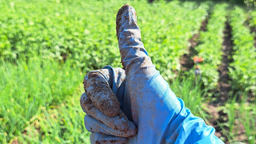 С апреля по июль делаю это с грядками — урожай заваливает, а соседи недоумевают: в чём секрет