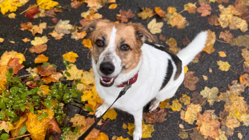 Ученые назвали животное, которое умнее собак: вот кто в разы умнее наших любимых питомцев