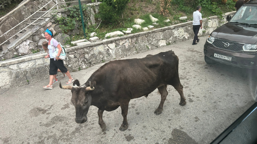 «Злые люди, змеи, грязь и невкусная еда»: туристы оставили свои честные отзывы в Сети про разочарование от визита в Абхазию