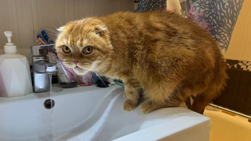 Можно ли тыкать кошку носом, если она ходит мимо лотка: главная ошибка, из-за которой всё становится хуже