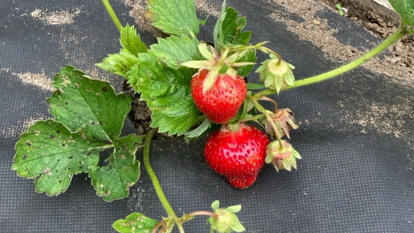 Поливаю клубнику в апреле этим раствором: ягоды вырастают крупнее и слаще без лишних усилий - ленивый способ