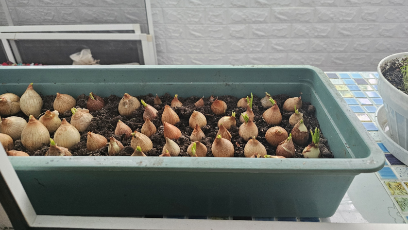 Всегда обрабатываю лук-севок перед посадкой: 5 способов, после которых он не гниёт и растёт крепким