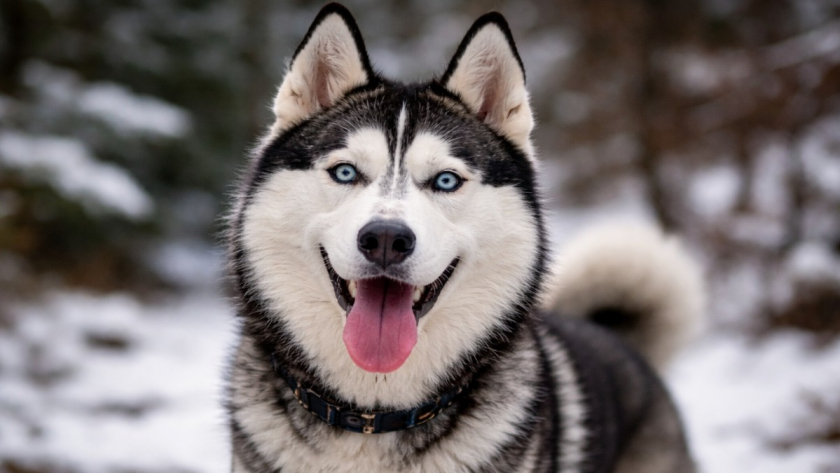 Пять пород собак, которые не прощают слабости характера – и почему их не рекомендуют новичкам