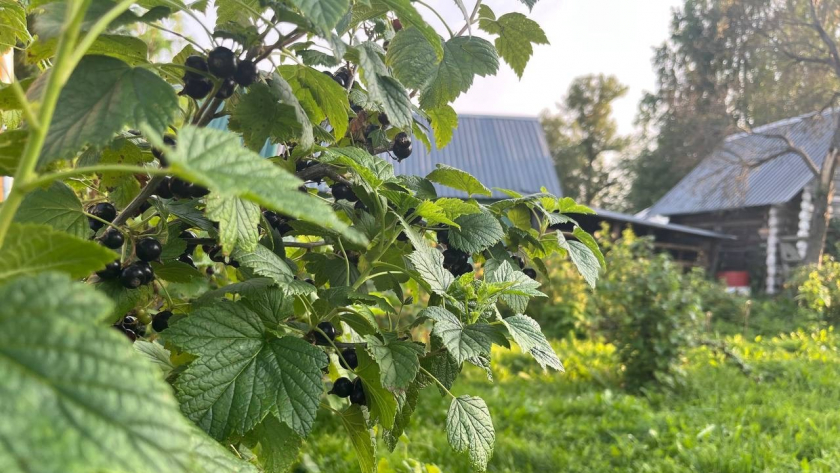 Смородина размером с вишню и слаще меда: 3 деревенских секрета, которые работают без химии