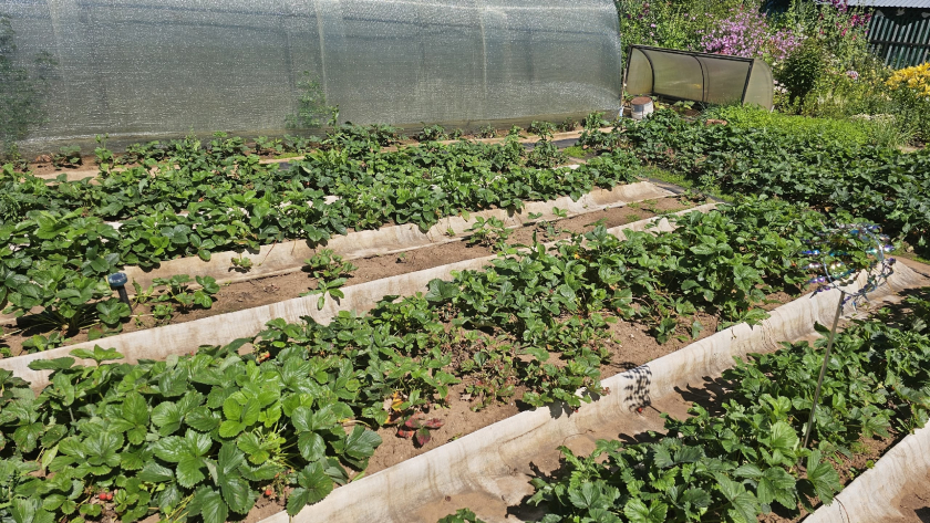 Зачем опытные огородники льют уксус на грядки и опрыскивают им дорожки: простой способ избавиться от проблем