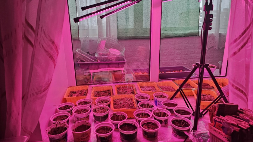 Фитолампы - прошлый век: вот что используют ушлые дачники для рассады - эффективно и бюджетно 