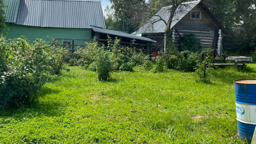 Зацвела вода в садовой бочке - один трюк и о надоевшей проблеме можно забыть раз и навсегда