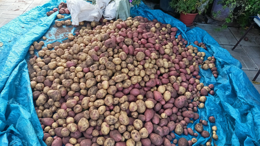 Всего 2 горсти в лунку — урожай картофеля умножаю на два. Сажаю так 5 лет — делюсь проверенным рецептом