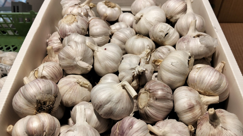 1 подкормка для чеснока - и головки вырастут с кулак: урожай такой, что все соседки завидуют 