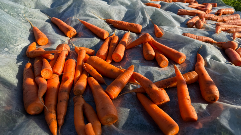 Посев моркови без прореживания: 2 быстрых способа, которые экономят время и силы