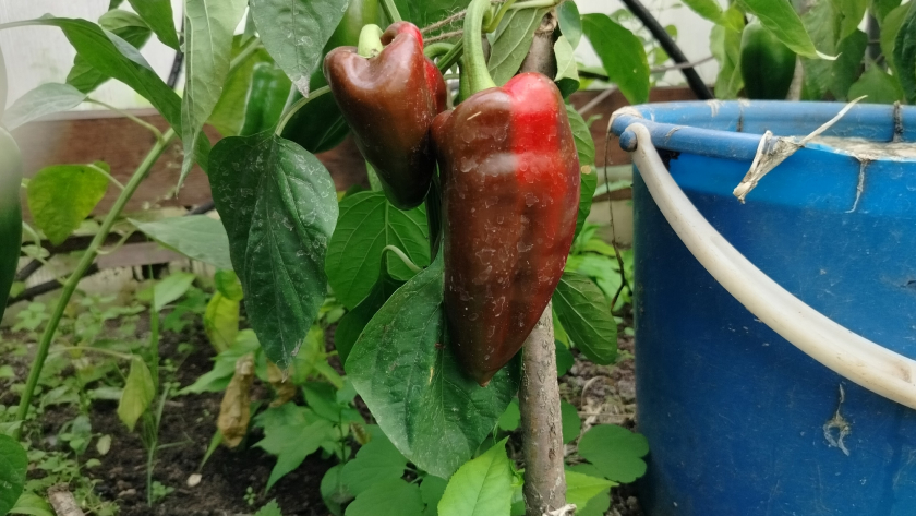 С одного куста собираю до 3 кг перцев: хватает и себе, и на раздачу соседям — всё дело в простых приёмах