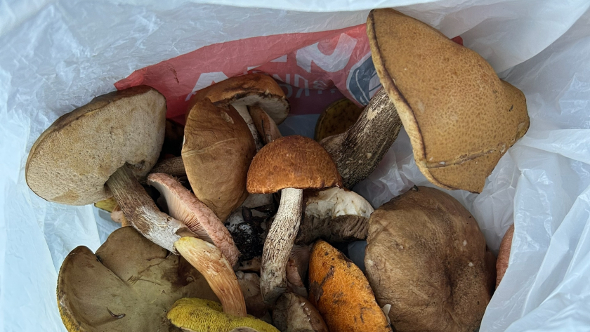 Грибы уже пошли: где искать сморчки и как не перепутать их с опасными двойниками