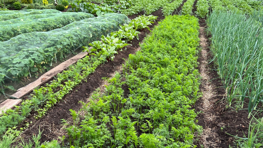 Хотите, чтобы земля стала пушистой, а вредители ушли к соседям? Рассыпьте это за 2-3 недели до посадки