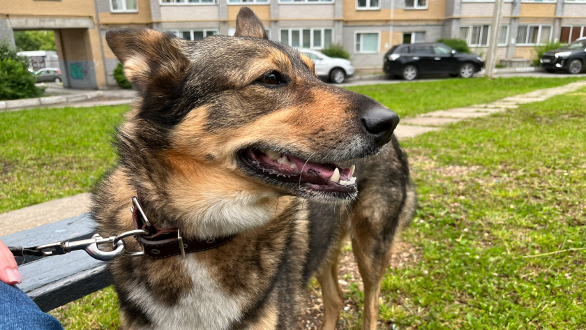 Халатность владельца привела к нападению собаки на ребенка в Кировской области