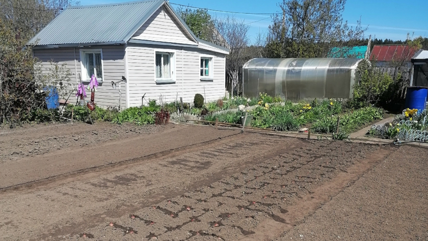 Земля как пух через 7 дней: что сыплю вместо навоза — ведрами не таскаю, результат лучше в 2 раза