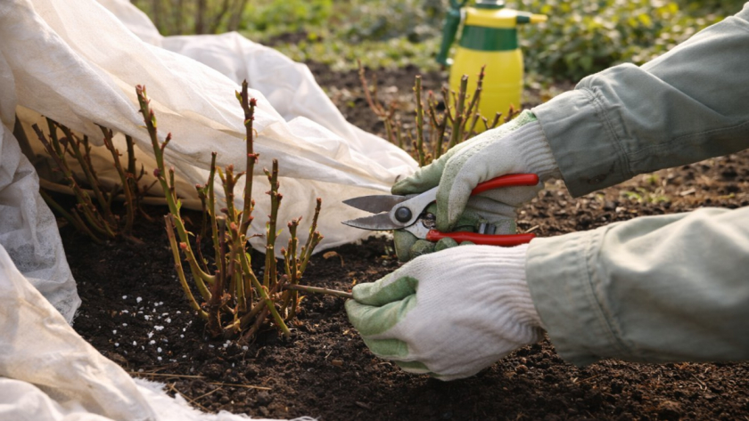 Как весной привести розы в чувство после зимы, чтобы кусты не ушли в слабый рост и не сорвали летнее цветение