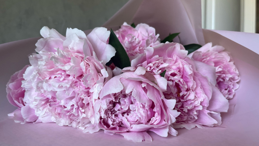 Чем я подкармливаю пионы весной, чтобы они росли крупными шапками: 4 вида удобрений на разных стадиях вегетации