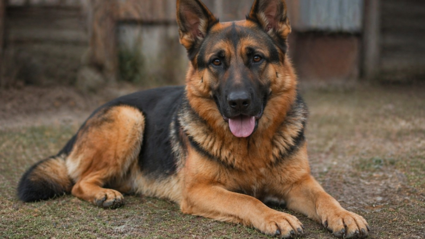 Почему самые тревожные рейтинги собак часто обманывают, хотя одни и те же 8 пород в них всплывают снова и снова