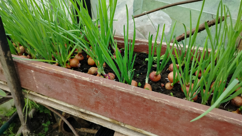 Озимый лук весной: 3 обязательные подкормки в апреле и мае для крупных головок и долгого хранения