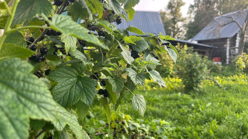 Я не знал, что у меня на участке живёт бесплатный отряд телохранителей. Поливал их ядами и удивлялся, почему клещей полно