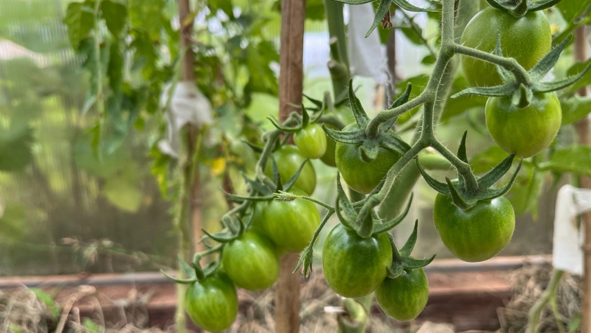 Обязательная подкормка помидоров во время цветения: органика и минералы для быстрого образования завязей