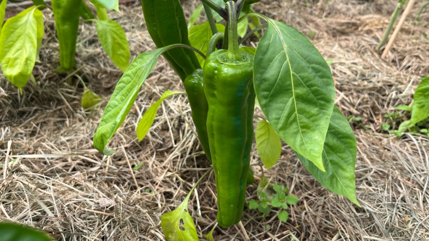 Не выбрасывайте чёрствый хлеб: превратите его в мощное удобрение для томатов, перцев и огурцов -  рецепт 2026 для рекордного урожая