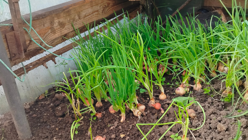 Пролила этим раствором грядку весной — луковой мухи не видела весь сезон: ни одного пера не пожелтело