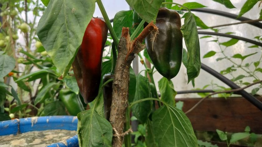 Всего 20–30 грамм на 10 литров воды — и ваш перец взорвётся урожаем: 3 этапа подкормки для крепких кустов и сочных плодов