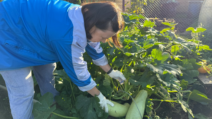 4–5 часов, и в саду и на огороде гибнет вся тля: природный эликсир от вредителей — рецепт с дегтярным мылом