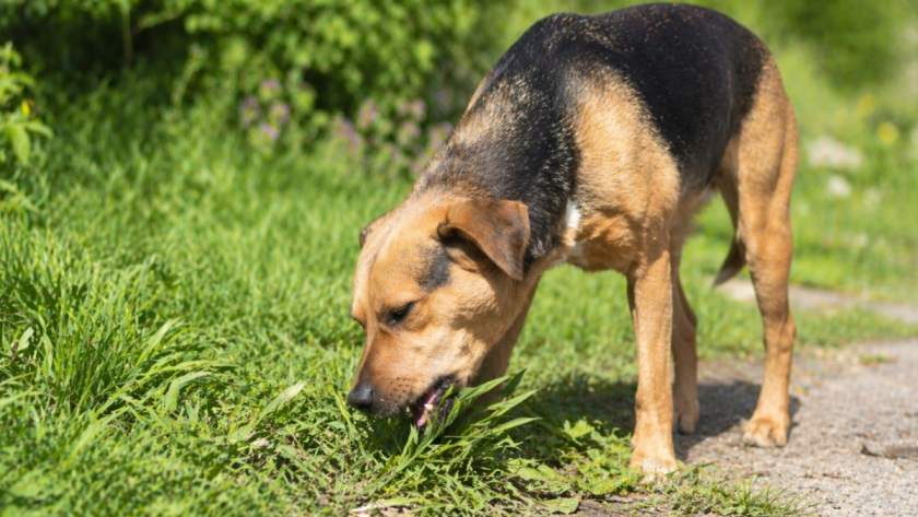 Собака ест траву, землю и мусор, а потом подолгу лижет лапы: в каких случаях это уже не странность, а сигнал проблемы