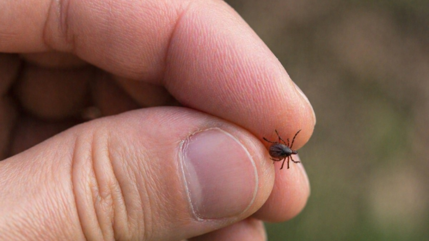 Что делать сразу после укуса клеща: какие ошибки в первые минуты повышают риски и почему нельзя тянуть с обращением к врачу