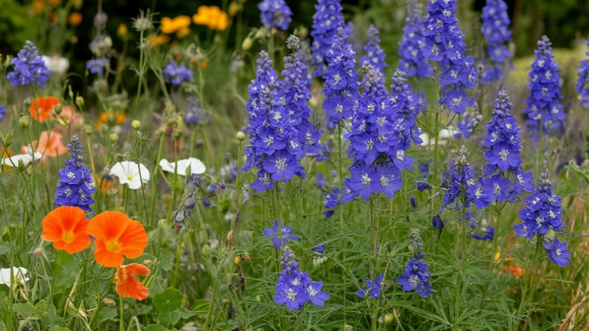 Ленивый сад для занятых дачниц: эти красавицы растут сами, а я только успеваю любоваться