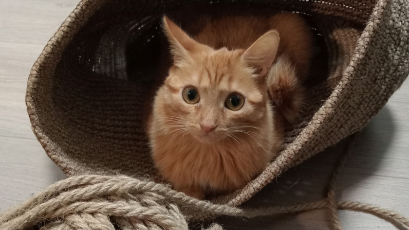 Кошка выплюнула таблетку в 7-й раз? Ветеринар показал 5 способов, которые работают (третий – для агрессивных)