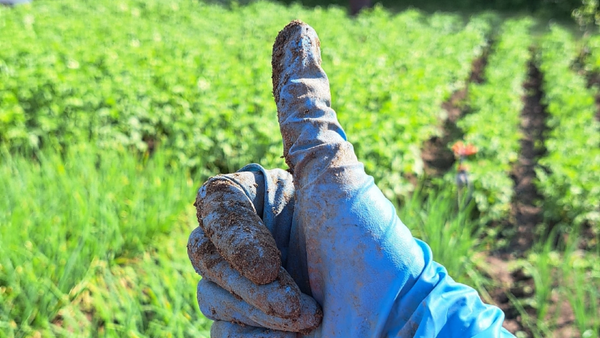 Почва после зимы как старый валенок: спрессована, не дышит. Простой раствор запускает жизнь за 7–10 дней