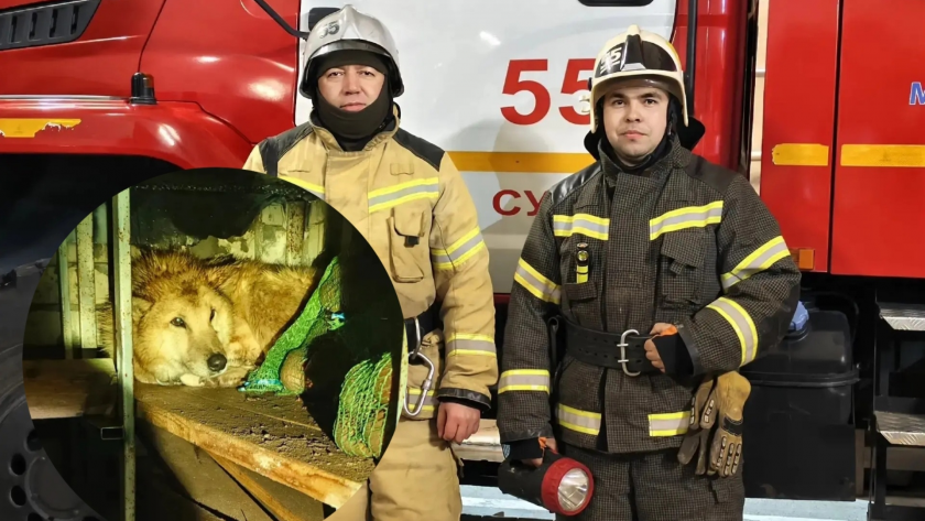 Кировские спасатели вытащили огромного пса из овощной ямы