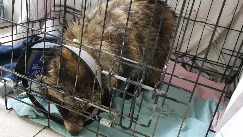 Зооволонтеры из Кирова спасают енотовидную собаку с переохлаждением 