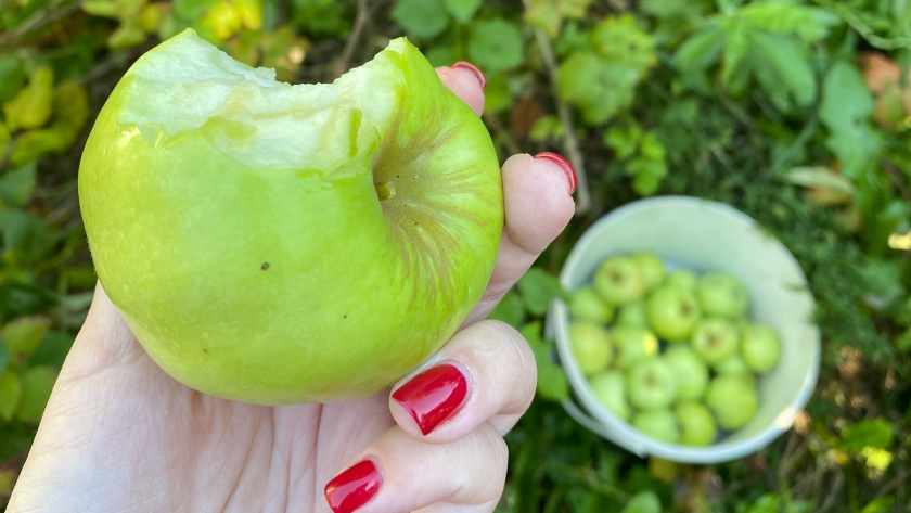 Почему не приживаются яблони: 7 ошибок, которые губят саженцы – их делает почти каждый