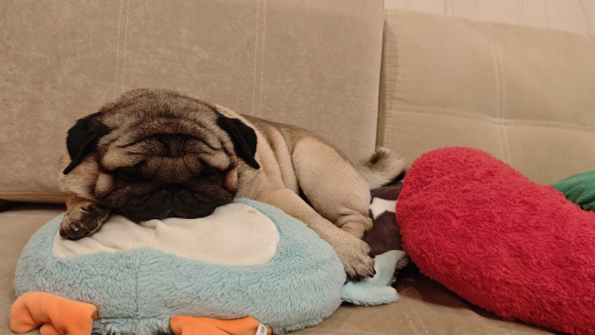 Рогожка и хлопок в пролете: семьи с детьми и животными выбирают эту обивку для дивана - не боится когтей и пятен