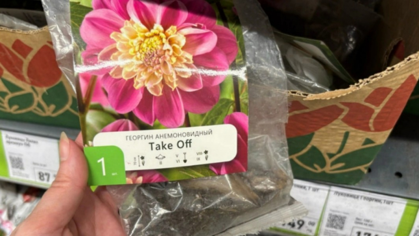 В Фикс Прайсе попала на новый завоз - нашла кучу цветов для посадки: от гладиолусов до азиатских лилий. Показываю фото