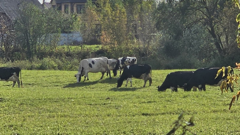 В деревнях отказываются от коров: проку от них мало, а работы много: спасением стала эта альтернатива