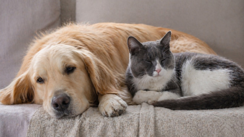 Милые странности у питомца: какие привычки собак и кошек скрывают боль, стресс или болезнь – и когда их пора показать врачу