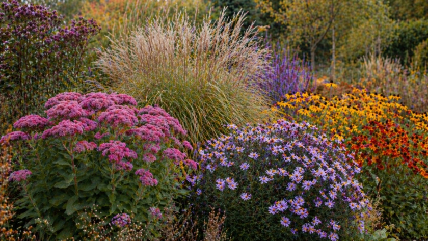 «Скромные многолетники»: какие растения раскрываются ближе к осени, когда привычные цветы уже теряют вид – и сад оживает заново